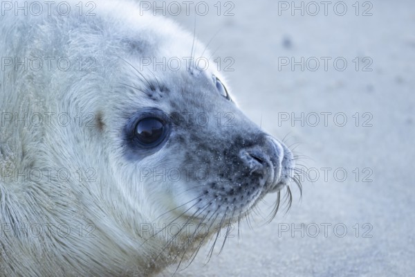 Grey seal (Halichoerus grypus) juvenile baby pup animal head portrait in winter, England, United