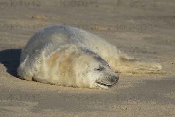 Grey seal (Halichoerus grypus) juvenile baby pup animal sleeping on a sandy beach in winter,