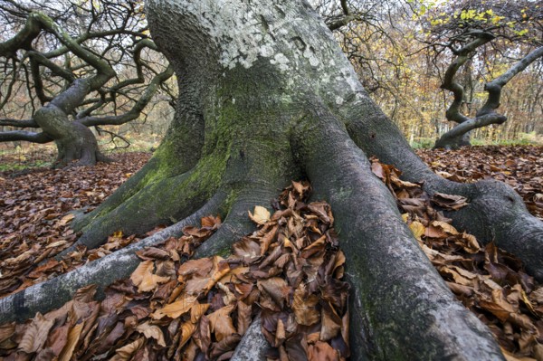 Süntelbuchen (Fagus sylvatica), cripple beeches, Hexenwald, Semper Forest Park, near Lietzow,
