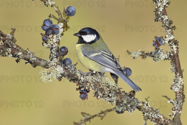 Great tit (Parus major), sitting on a branch in a blackthorn bush, (Prunus spinosa), sloes, with