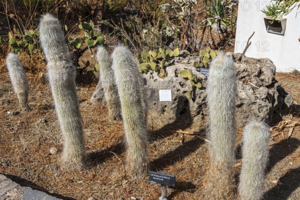 Cactus y Otras Suculentas 'Mora i Bravard', Botanical Garden, Botanic garden, cactus collection,