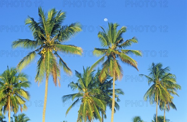 Moon and palm trees on Mikadi Beach, Dar es-Salaam, Tanzania, Africa, June 2000, vintage, retro,