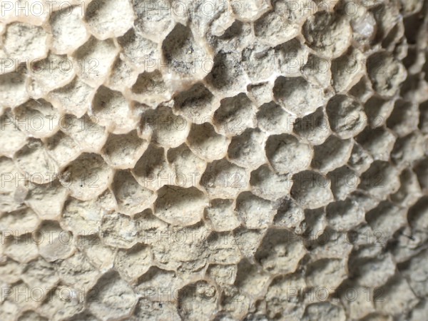 Fossil coral, petrification, Favorites spec., fossil, Silurian around 430 million years old,
