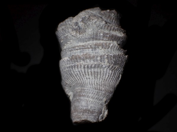 Fossil coral, petrification, cystiphyllum tenue, fossil, siluric around 430 million years old,