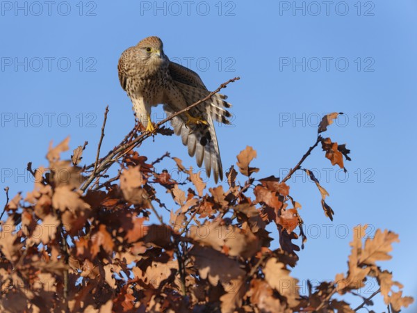 Female Common Kestrel (Falco tinnunculus) stretching wings on a branch, Berlin, Germany