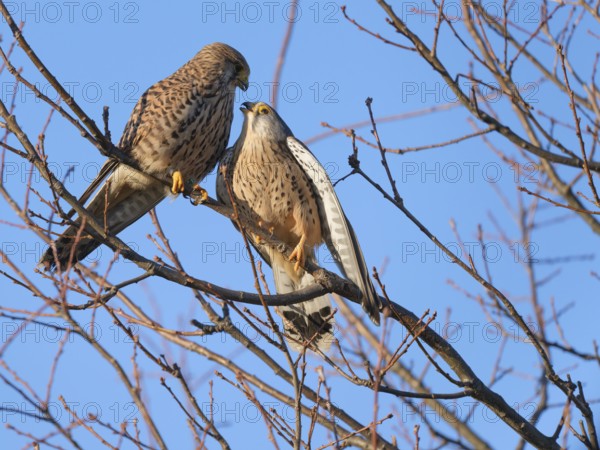 Pair of kestrels (Falco tinnunculus) cuddling. Berlin, Germany