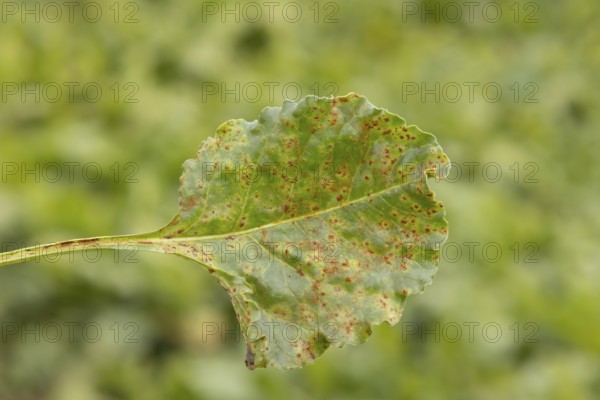 Sugar beet (Beta vulgaris) leaf with Rust (Uromyces betae) fungal plant pathogen disease, England,