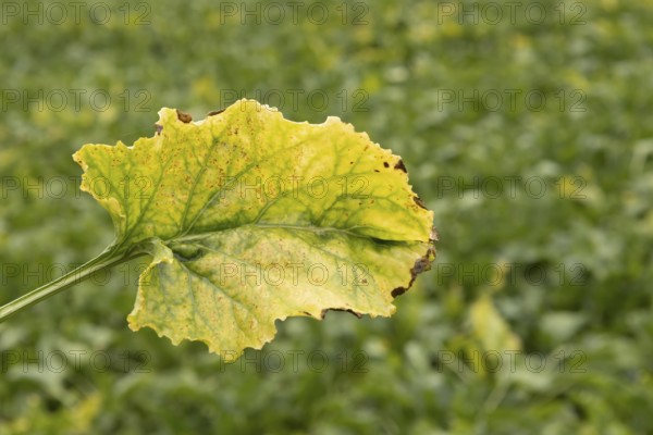 Sugar beet (Beta vulgaris) crop plant leaf in a farm field infected with virus yellows plant