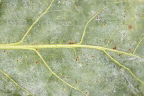 Sugar beet (Beta vulgaris) leaf with Rust (Uromyces betae) and Powdery mildew (fungal plant
