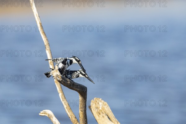 Pied Kingfisher (Ceryle rudis) mating Zambia August