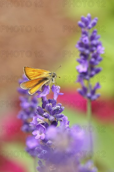 Large skipper (Ochlodes venatus), collecting nectar from a flower of Common lavender (Lavandula