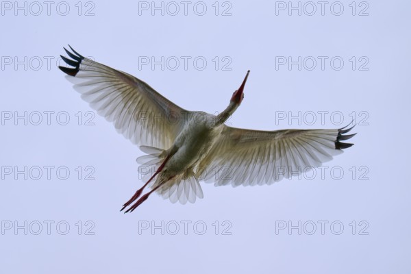 A bird flies majestically in the clear blue sky with outstretched wings, Snowy Ibis (Eudocimus