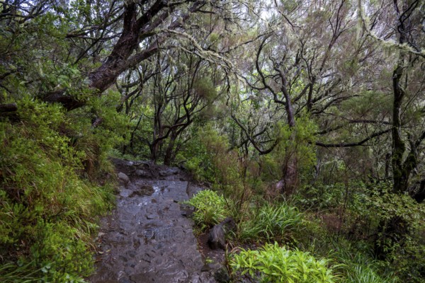 PR6 hiking trail to the 25 springs, along water channel, Levada das 25 Fontes, laurel forest,