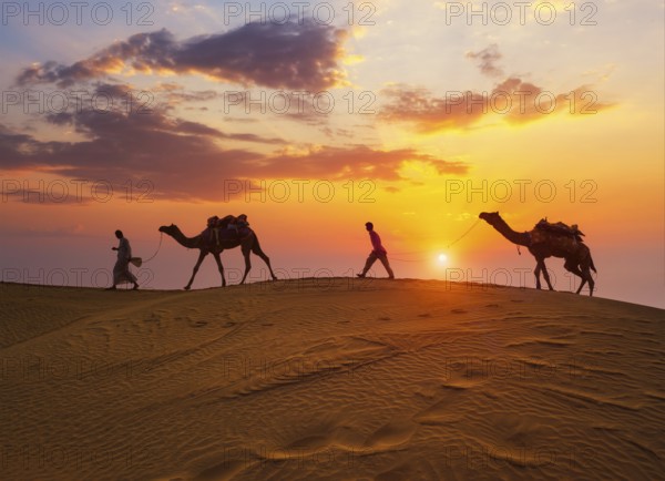 Indian cameleers camel drivers bedouin with camel silhouettes in sand dunes of Thar desert on