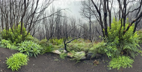 Burnt trees on the PR17 Pinaculo e Folhadal hiking trail, Levada, Irrigation Canal, Madeira,