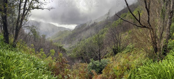 View of hiking trail PR17 Pinaculo e Folhadal, Levada, Irrigation Canal, Madeira, Portugal