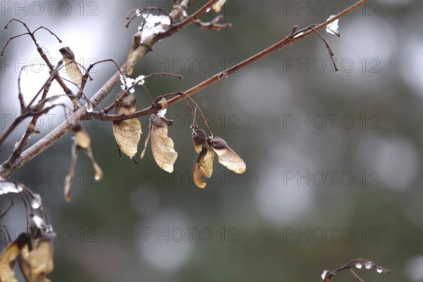 Maple with water drops, late autumn, Germany