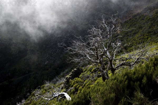 Burnt trees in fog, along hiking trail PR 1, 2 to Pico Ruivo, fog, Madeira, Portugal