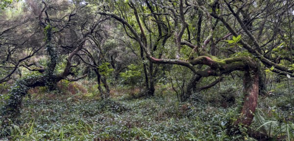 Laurel trees (Ocotea foetens) overgrown with moss and plants, old laurel forest, Laurisilva,