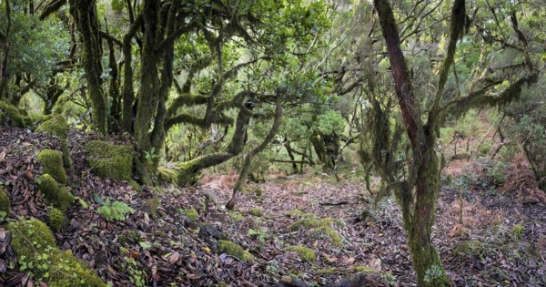 Laurel trees (Ocotea foetens) overgrown with moss and plants, old laurel forest, Laurisilva,
