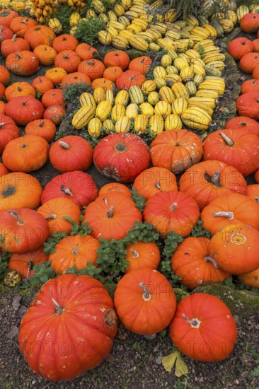 Decoration with pumpkins on a farm