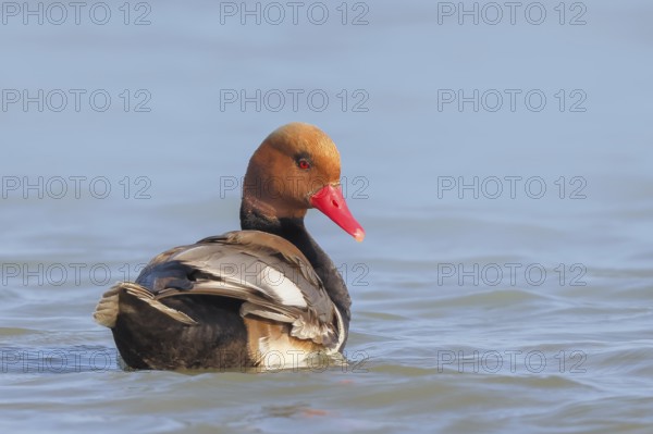 Red-crested pochard (Netta rufina), male, swimming in water, wildlife, animals, duck, Ziggsee, Lake