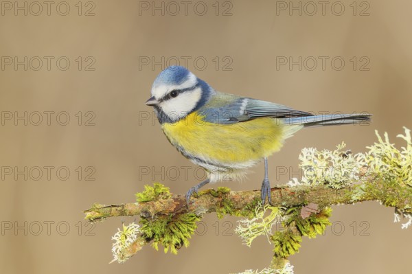 Blue tit (Parus caeruleus), sitting on a branch overgrown with moss and lichen, Wildlife, Animals,