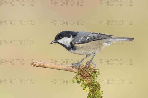 Fir tit (Periparus ater), sitting on a branch covered with moss, wildlife, animals, birds, tits,