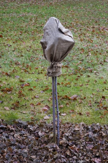 Frost protection for plants in the garden, winter, Germany