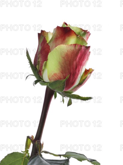 Hybrid rose (Rosa hybrida)