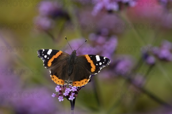 Red admiral butterfly (Vanessa atalanta) adult insect feeding on garden purple Verbena flowers in