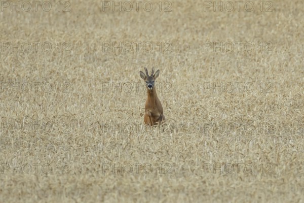 Roe deer (Capreolus capreolus) adult animal male roebuck running in a farmland wheat field in