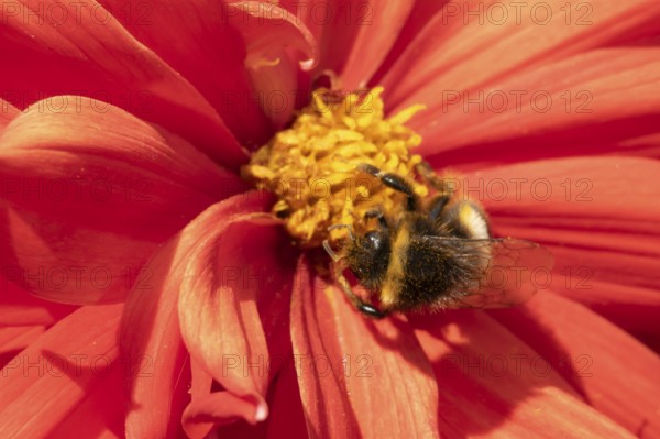 Buff tailed bumble bee (Bombus terrestris) adult insect feeding on garden Dahlia flower in the