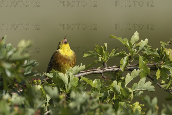 Yellowhammer (Emberiza citrinella) adult male bird singing in a hawthorn hedgerow in summer,