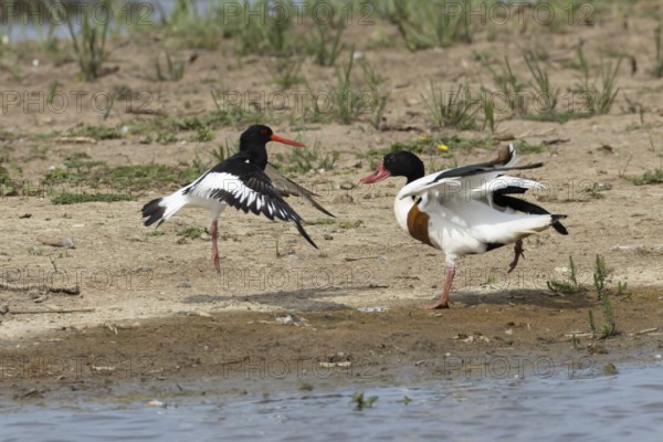 Eurasian oystercatcher (Haematopus ostralegus) adult wading bird fighting with a Shelduck (Tadorna