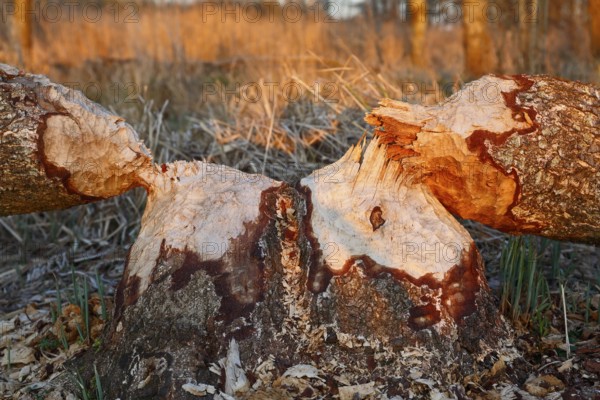 Beaver (Castor fibre), tree felled by a beaver, activities of a beaver, beaver cutting, Peene