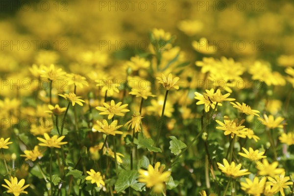 Lesser celandine (Ficaria verna, synonym: Ranunculus ficaria L.), flowers in a damp location, Peene