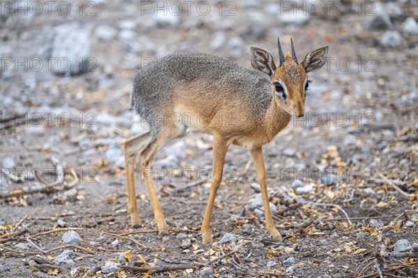 Damara dik-dik or kirk dik-dik (Madoqua kirkii), adult animal in the undergrowth, Etosha National