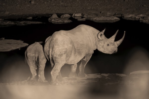 Night photograph, black rhino (Diceros bicornis) with young, Okaukuejo waterhole, Etosha National