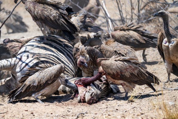 White-backed vulture (Gyps africanus) with bloody head sitting on the head of a dead plains zebra