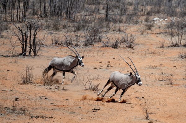 Two gemsbok (Oryx gazella) running, Etosha National Park, Namibia