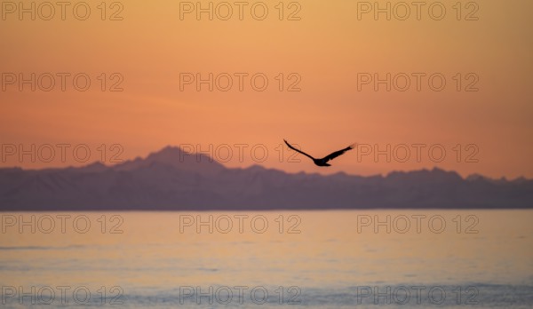 Bald eagle (Haliaeetus leucocephalus) flying in front of mountain silhouettes of the Aleutian