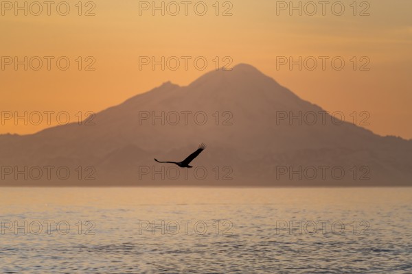 Bald eagle (Haliaeetus leucocephalus) flying in front of mountain silhouettes of the Aleutian chain