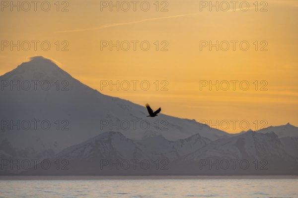 Bald eagle (Haliaeetus leucocephalus) flying in front of mountain silhouettes of the Aleutian chain