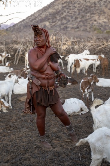 Himba woman milking a goat, traditional Himba village, Kaokoveld, Kunene, Namibia