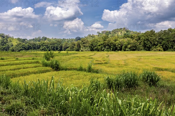 Wide green fields under a blue sky with clouds surrounded by forests, green rice paddies in the