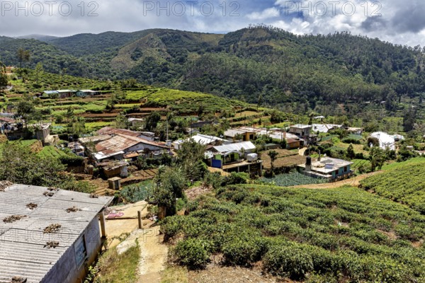 Rural settlement nestled in green hills and vegetation with houses and lush nature, tea plantations