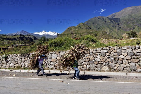 Two people carry wood in a picturesque mountain landscape along a stone-walled road, two Peruvian