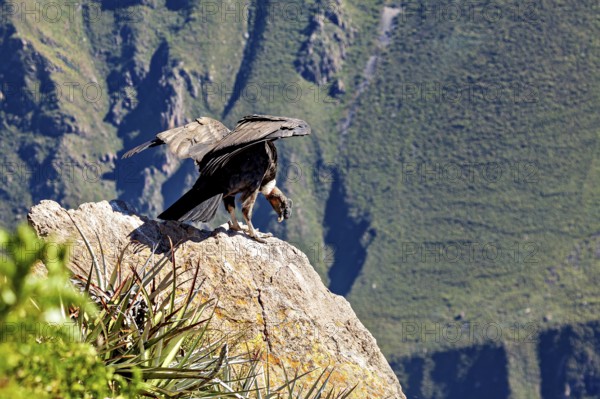 A condor spreads its wings on a rock in a green mountain landscape, The Andean condor (Vultur