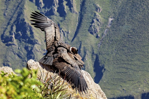 Close-up of condors with wings on rocks against a green background, The Andean condor (Vultur
